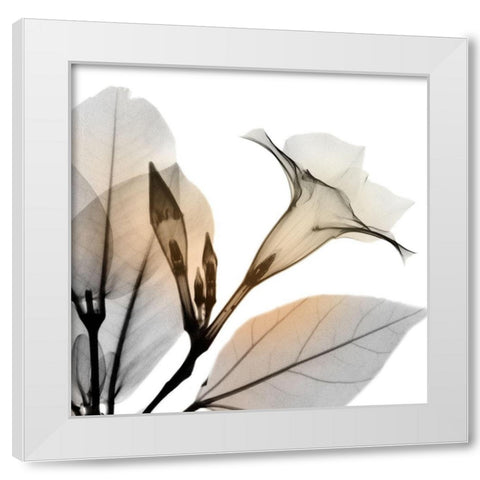 Sunrise Mandelilla White Modern Wood Framed Art Print by Koetsier, Albert