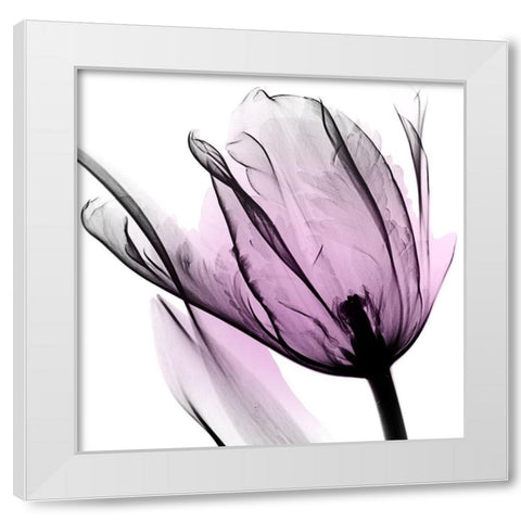 Illuminated Tulip White Modern Wood Framed Art Print by Koetsier, Albert