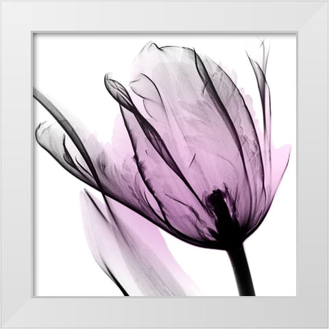 Illuminated Tulip White Modern Wood Framed Art Print by Koetsier, Albert