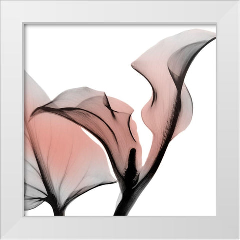 Dawned Calla Lily White Modern Wood Framed Art Print by Koetsier, Albert