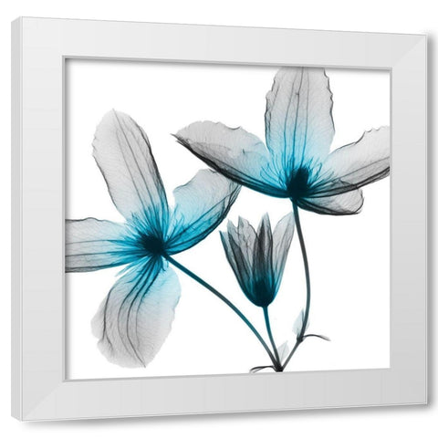 Vibrant Clematis White Modern Wood Framed Art Print by Koetsier, Albert