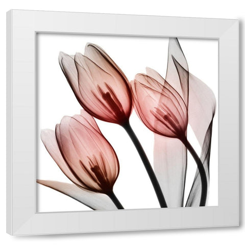 Splendid Tulips White Modern Wood Framed Art Print by Koetsier, Albert