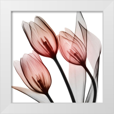 Splendid Tulips White Modern Wood Framed Art Print by Koetsier, Albert