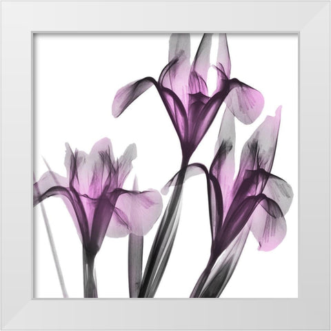 Dazzling Iris White Modern Wood Framed Art Print by Koetsier, Albert