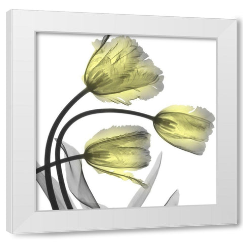 Glorious Tulips White Modern Wood Framed Art Print by Koetsier, Albert