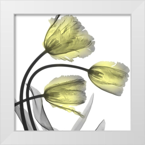 Glorious Tulips White Modern Wood Framed Art Print by Koetsier, Albert