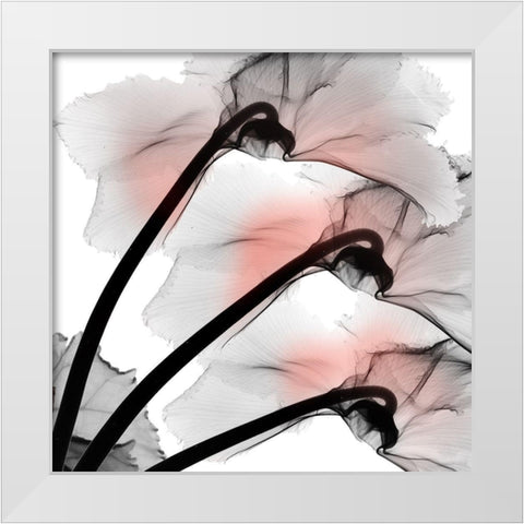 Coral Luster Cyclamen 2 White Modern Wood Framed Art Print by Koetsier, Albert