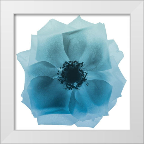 Rose Petal Blues 2 White Modern Wood Framed Art Print by Koetsier, Albert