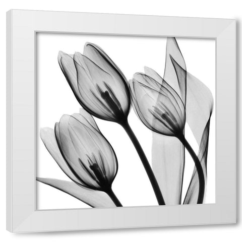 Splendid Monotone Tulips White Modern Wood Framed Art Print by Koetsier, Albert