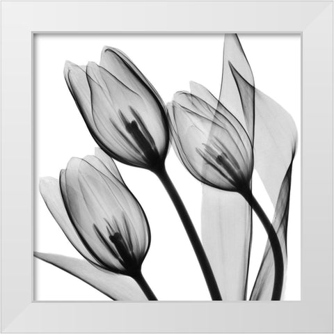 Splendid Monotone Tulips White Modern Wood Framed Art Print by Koetsier, Albert