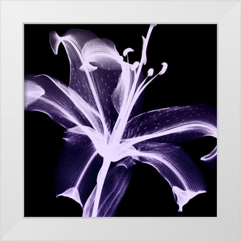 Violet Explosion 2 White Modern Wood Framed Art Print by Koetsier, Albert