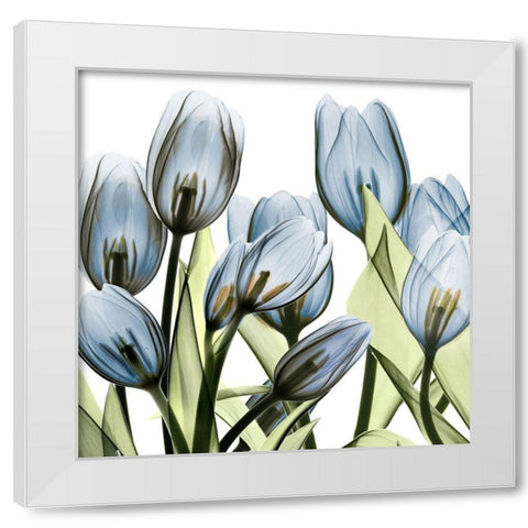 Tulip Blues 1 White Modern Wood Framed Art Print by Koetsier, Albert
