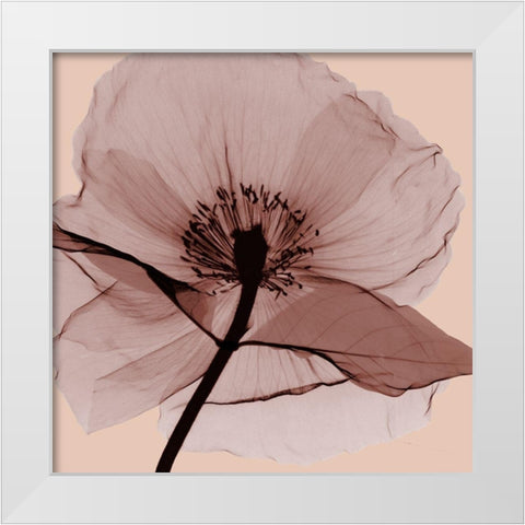 Poppy Love White Modern Wood Framed Art Print by Koetsier, Albert