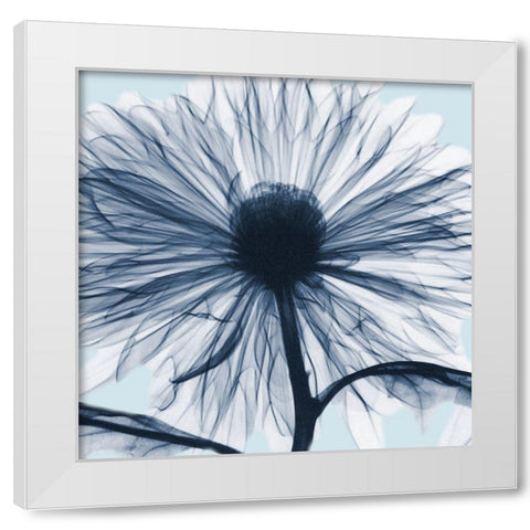 Chrysanthemum Blues White Modern Wood Framed Art Print by Koetsier, Albert