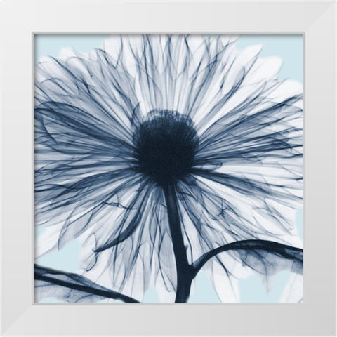 Chrysanthemum Blues White Modern Wood Framed Art Print by Koetsier, Albert