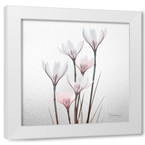 White Rain Lily 1 White Modern Wood Framed Art Print by Koetsier, Albert