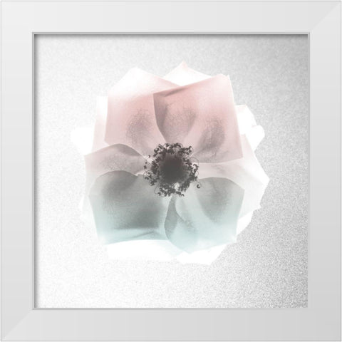 Rose Dreaming 1 White Modern Wood Framed Art Print by Koetsier, Albert