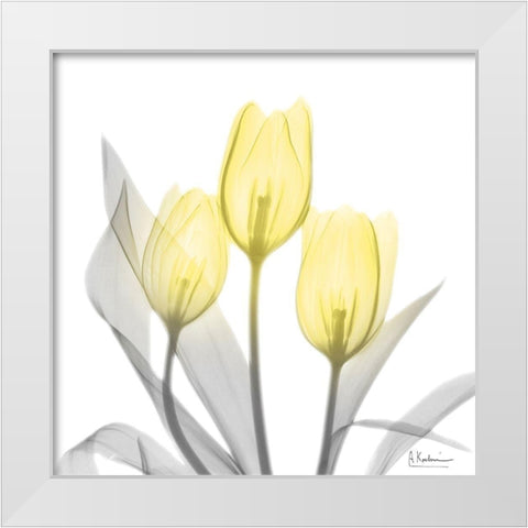 Brilliant Tulips 1 White Modern Wood Framed Art Print by Koetsier, Albert