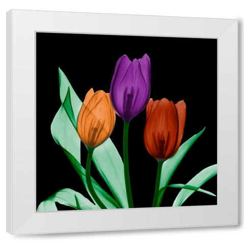 Jeweled Tulips 3 White Modern Wood Framed Art Print by Koetsier, Albert