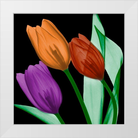 Jeweled Tulips 4 White Modern Wood Framed Art Print by Koetsier, Albert