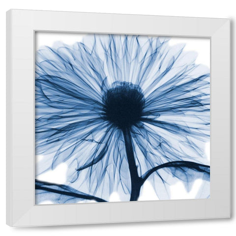 Indigo Chrysanthemum White Modern Wood Framed Art Print by Koetsier, Albert