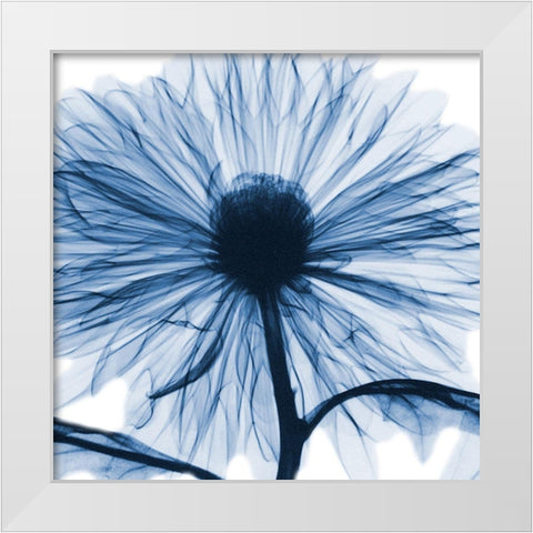 Indigo Chrysanthemum White Modern Wood Framed Art Print by Koetsier, Albert