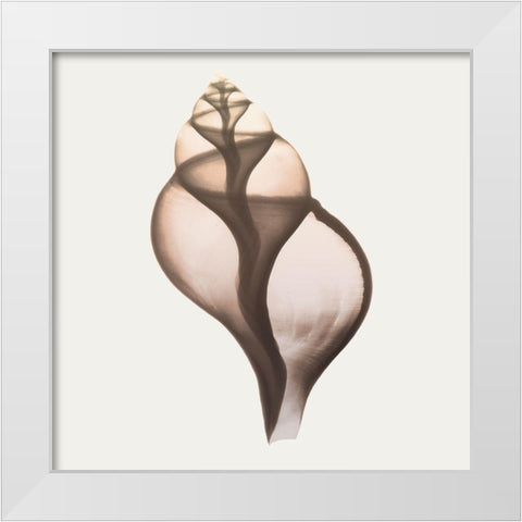 Sandy Sea Shells 1 White Modern Wood Framed Art Print by Koetsier, Albert