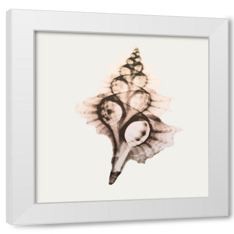 Sandy Sea Shells 2 White Modern Wood Framed Art Print by Koetsier, Albert