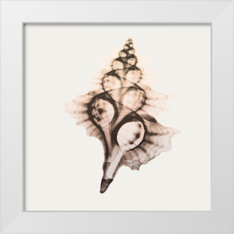 Sandy Sea Shells 2 White Modern Wood Framed Art Print by Koetsier, Albert