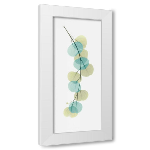 Citrus Eucalyptus White Modern Wood Framed Art Print by Koetsier, Albert