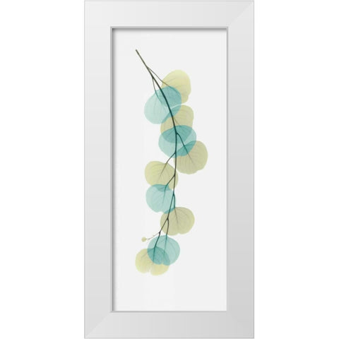 Citrus Eucalyptus White Modern Wood Framed Art Print by Koetsier, Albert