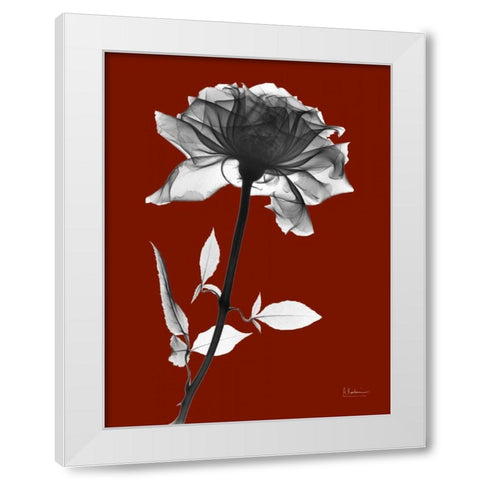Red Rose White Modern Wood Framed Art Print by Koetsier, Albert