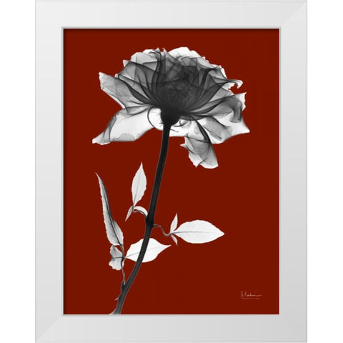 Red Rose White Modern Wood Framed Art Print by Koetsier, Albert