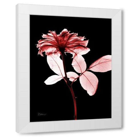 Rose 12 White Modern Wood Framed Art Print by Koetsier, Albert