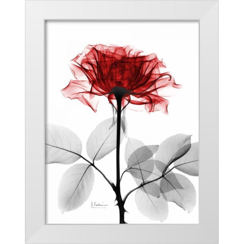 Rose 18 White Modern Wood Framed Art Print by Koetsier, Albert