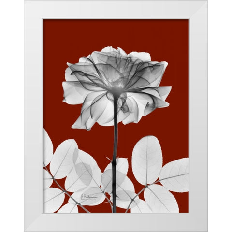 Rose 28 White Modern Wood Framed Art Print by Koetsier, Albert