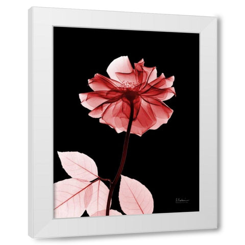 Rose 29 White Modern Wood Framed Art Print by Koetsier, Albert