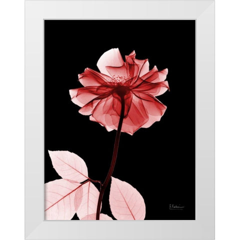 Rose 29 White Modern Wood Framed Art Print by Koetsier, Albert