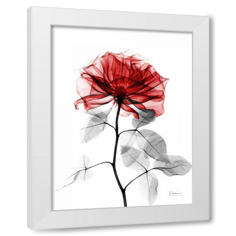 Rose 32 White Modern Wood Framed Art Print by Koetsier, Albert