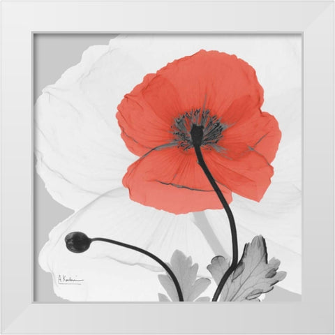 Poppy Princess White Modern Wood Framed Art Print by Koetsier, Albert