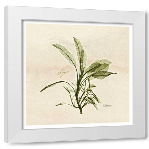 Sage in Bloom White Modern Wood Framed Art Print by Koetsier, Albert