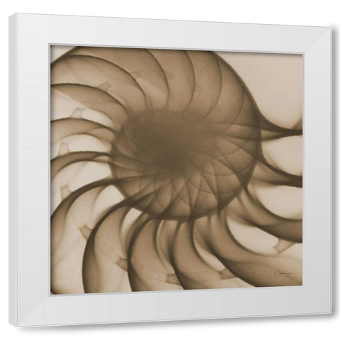 Brown Shell Close Up White Modern Wood Framed Art Print by Koetsier, Albert