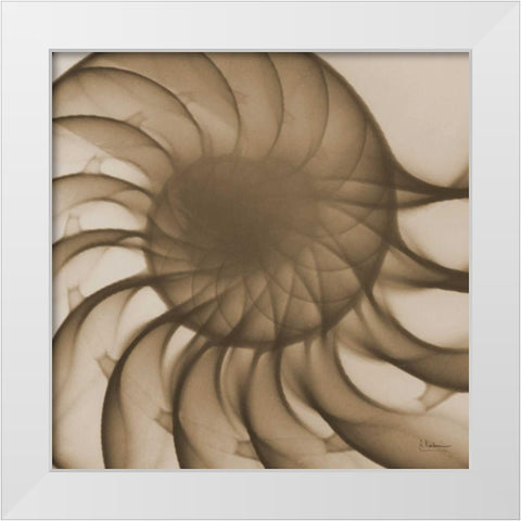 Brown Shell Close Up White Modern Wood Framed Art Print by Koetsier, Albert