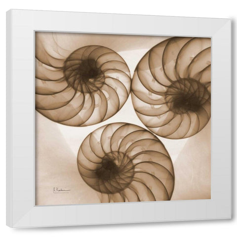 Brown Shell  Triple White Modern Wood Framed Art Print by Koetsier, Albert