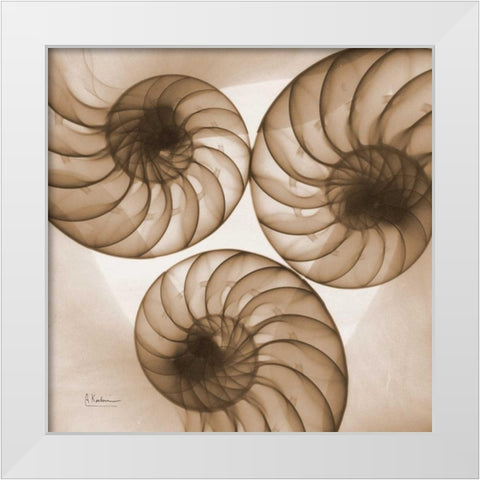 Brown Shell  Triple White Modern Wood Framed Art Print by Koetsier, Albert