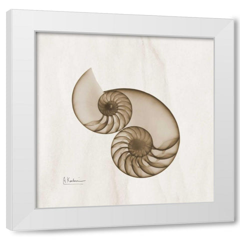 Brown Shell Pair White Modern Wood Framed Art Print by Koetsier, Albert
