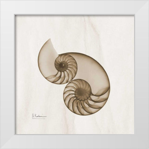 Brown Shell Pair White Modern Wood Framed Art Print by Koetsier, Albert