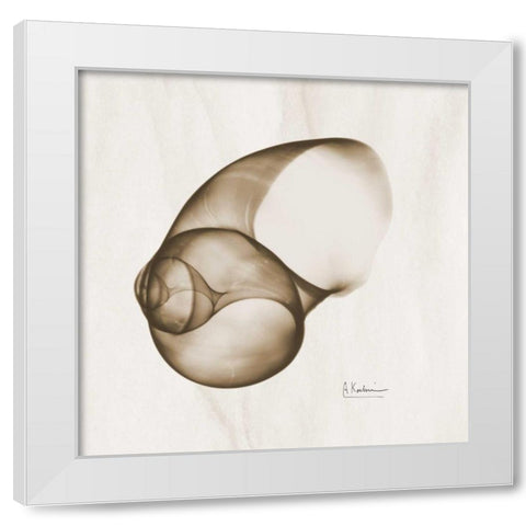 Brown Shell  Single White Modern Wood Framed Art Print by Koetsier, Albert