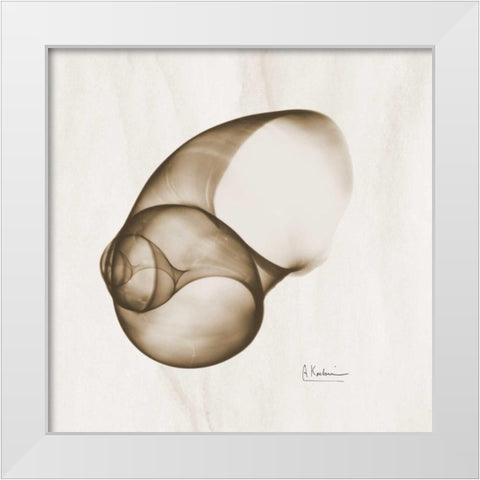 Brown Shell  Single White Modern Wood Framed Art Print by Koetsier, Albert