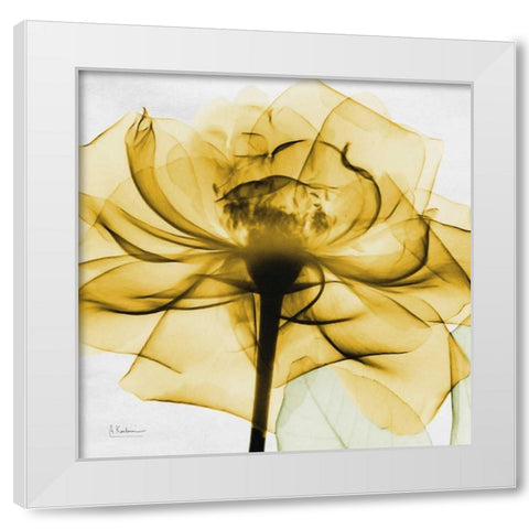 Golden Rose White Modern Wood Framed Art Print by Koetsier, Albert